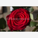 (afbeelding voor) Rode rozen 70cm